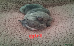 French Bulldog dogs for sale: 8 French bulldog puppies  - Image 10