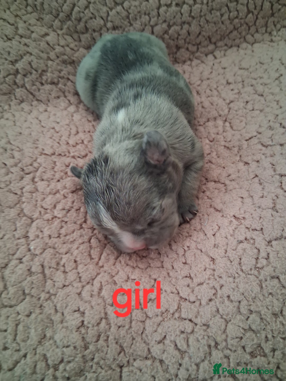 French Bulldog dogs for sale: 8 French bulldog puppies  - Image 10