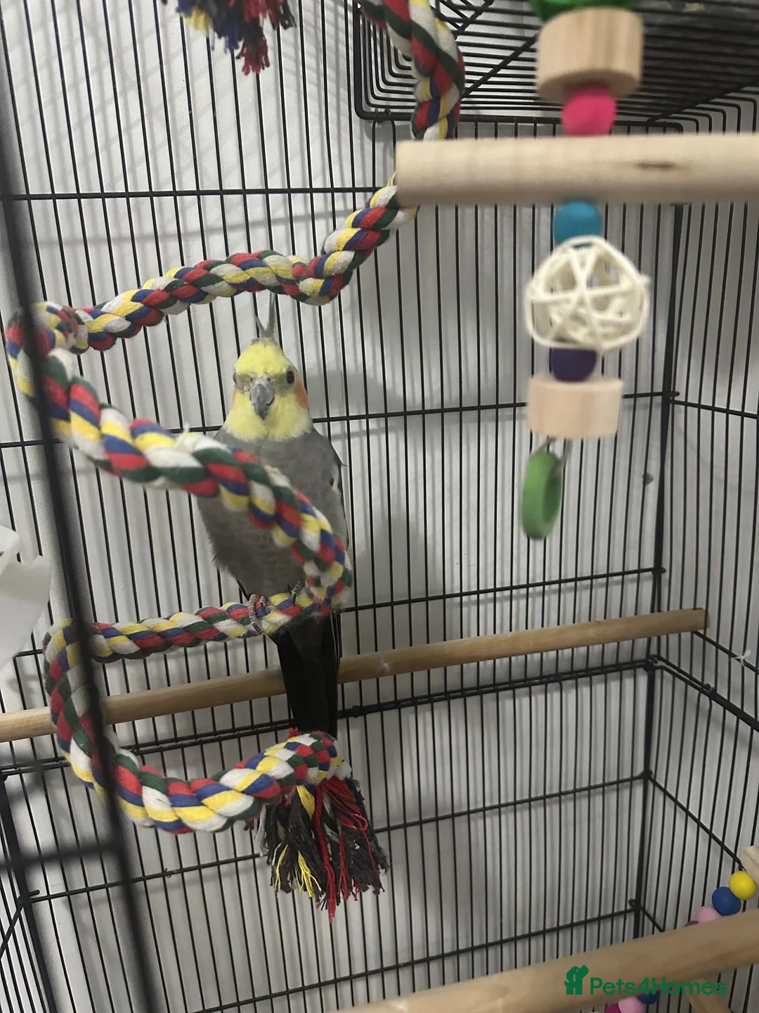 Cockatiels birds for sale: Beautiful male cocktail - Advert 7