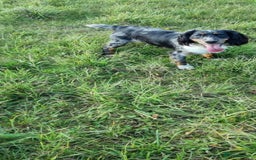 Cocker Spaniel dogs for sale: Kc registered mixed litter - Image 12