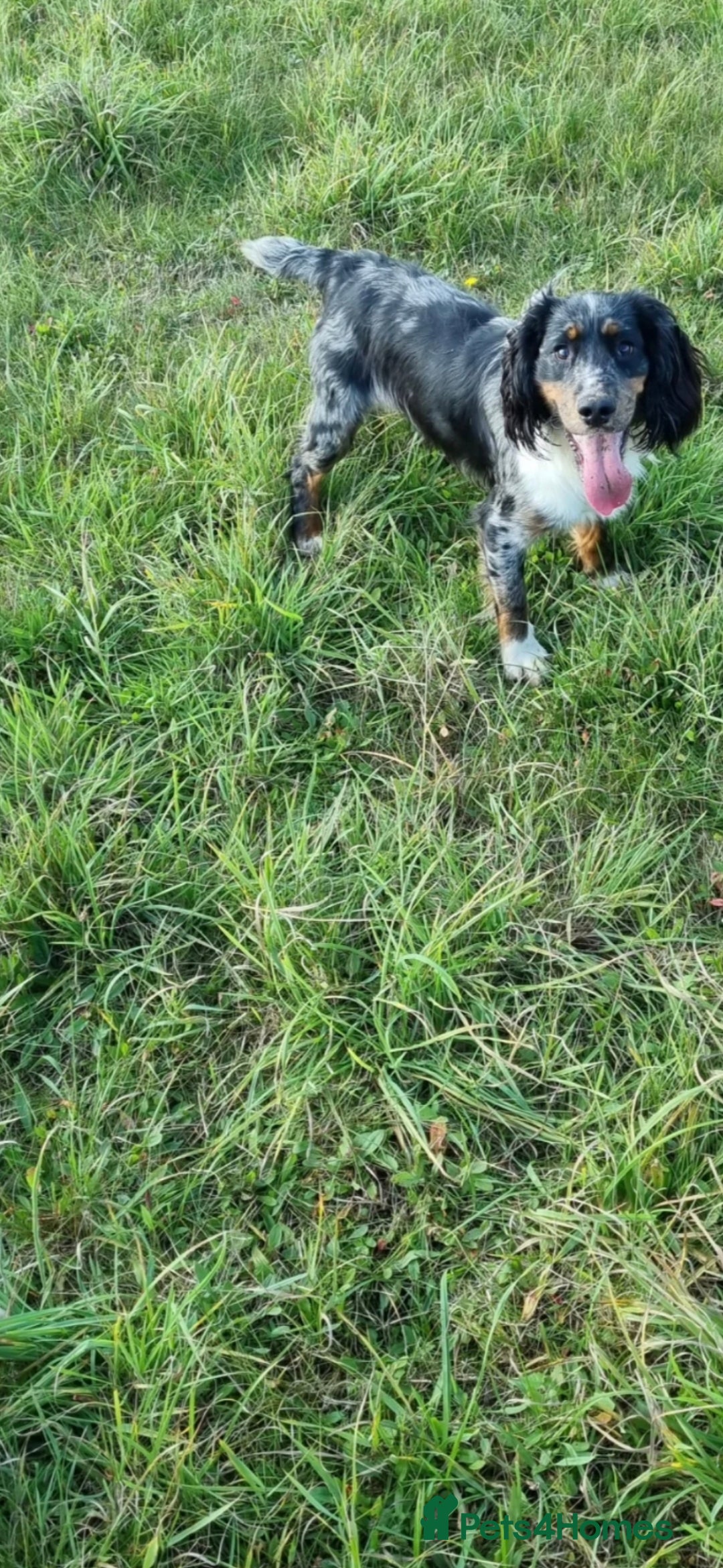 Cocker Spaniel dogs for sale: Kc registered mixed litter - Image 12