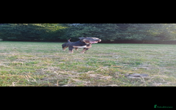 American Bully dogs for sale: American bully  - Image 5