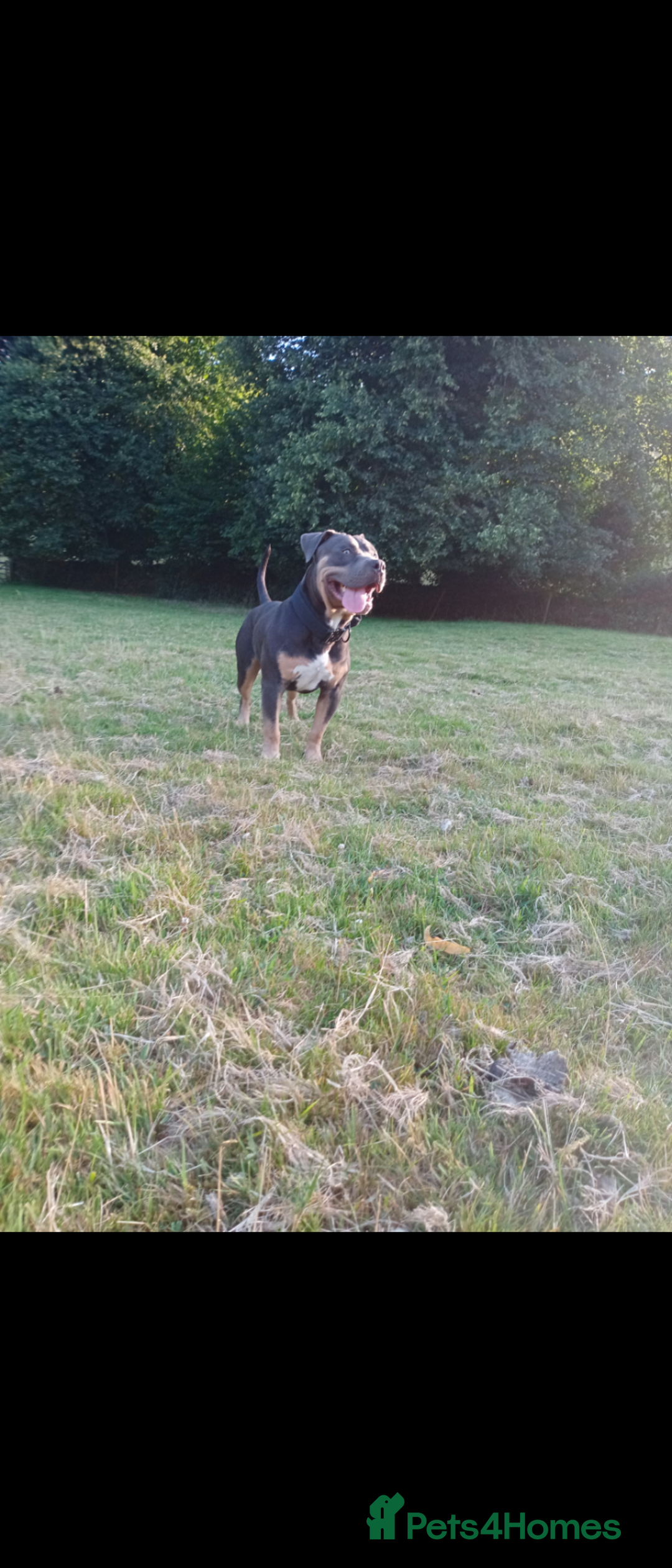 American Bully dogs for sale: American bully  - Image 5