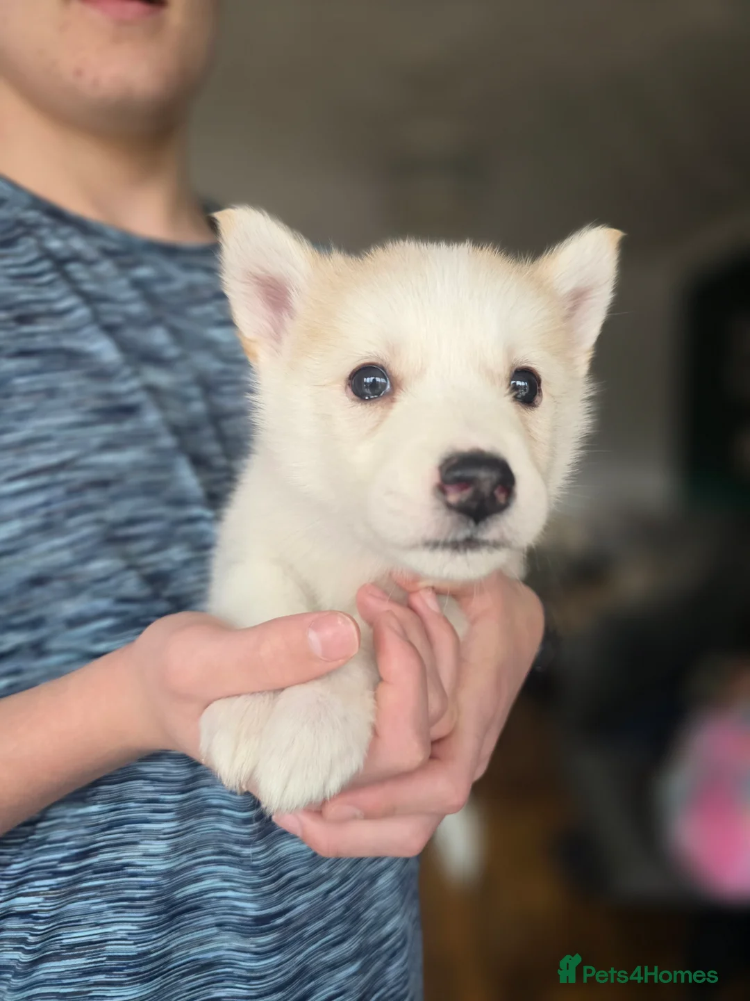 Alaskan Malamute dogs for sale: READY 2 female fluffy pups left - Advert 17