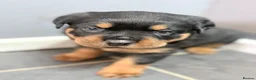 Rottweiler dogs for sale: Rottweiler puppies  in Cambridge - Advert 8