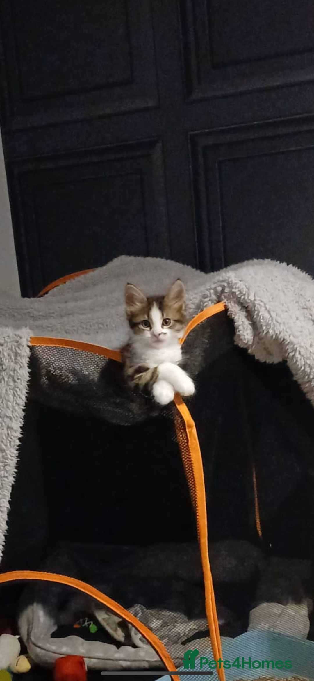 Maine Coon cats for sale: Male Main cook cross kitten  - Image 2