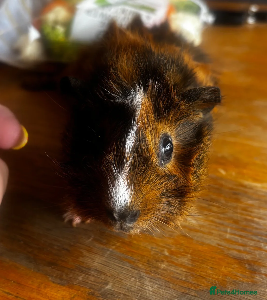 Guinea Pig rodents for sale: Beautiful girls handsomr boys - Advert 1
