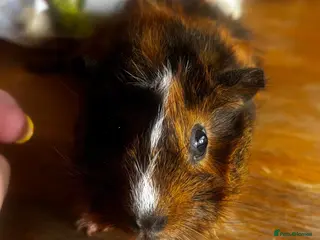 Guinea Pig rodents Beautiful girls handsomr boys - Advert 2