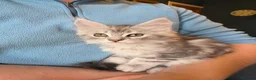Maine Coon cats for sale: Maine Coon Kittens for Sale - Advert 23
