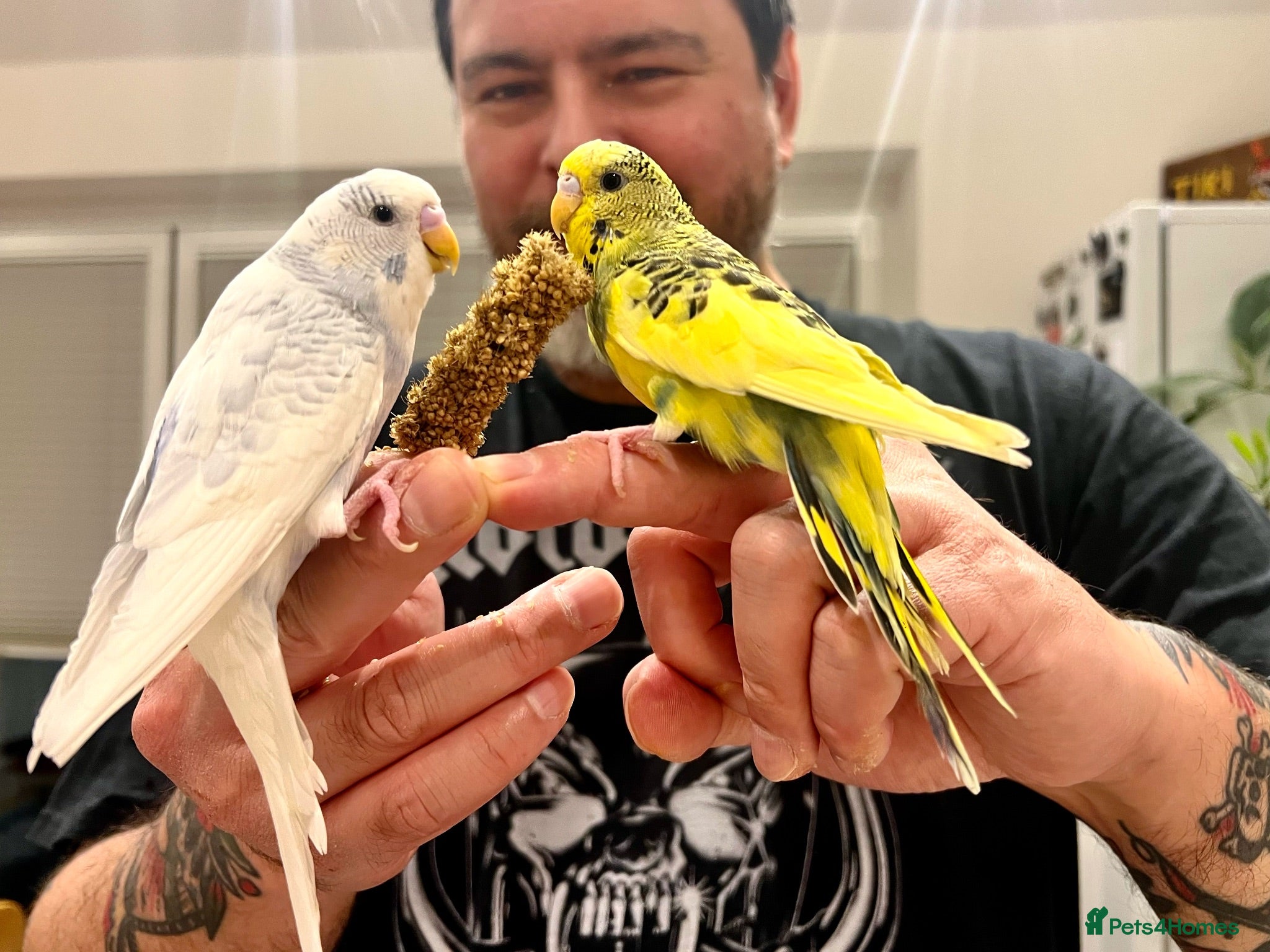 Budgerigars birds Friendly boy pair budgies with full setup! - Advert 1