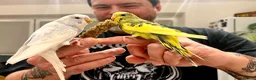 Budgerigars birds for sale: Friendly boy pair budgies with full setup! - Advert 1