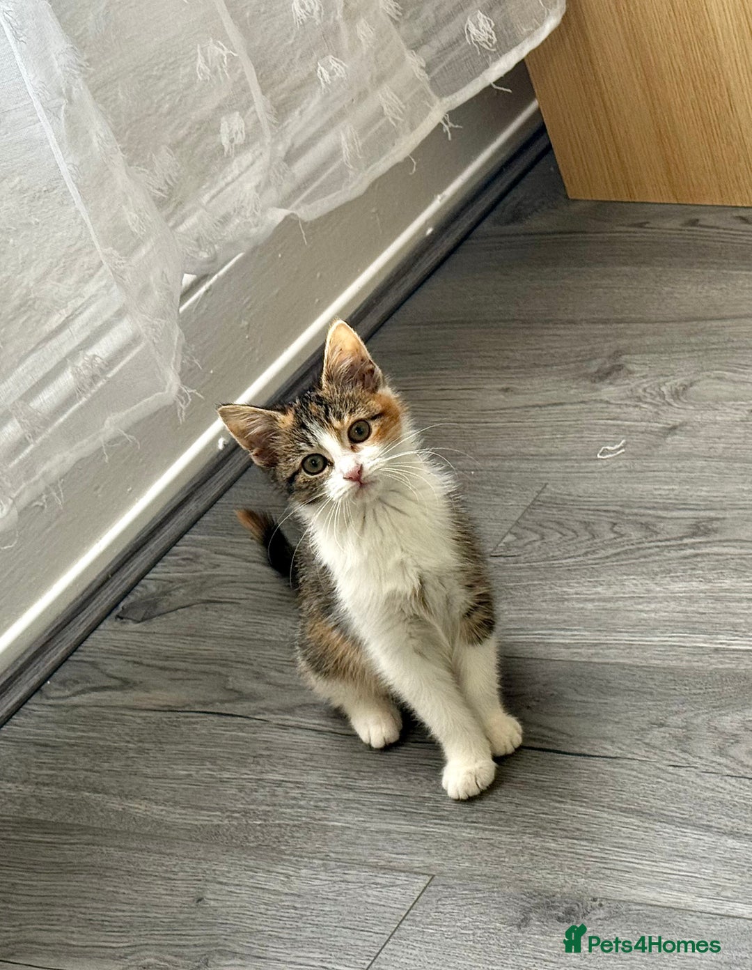 Domestic Shorthair cats for sale: Tabby kitten  - Advert 4