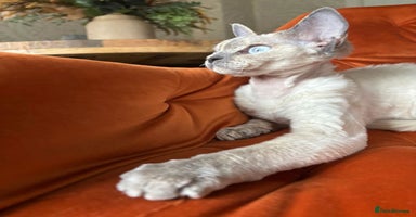 Devon Rex cats - Advert 3