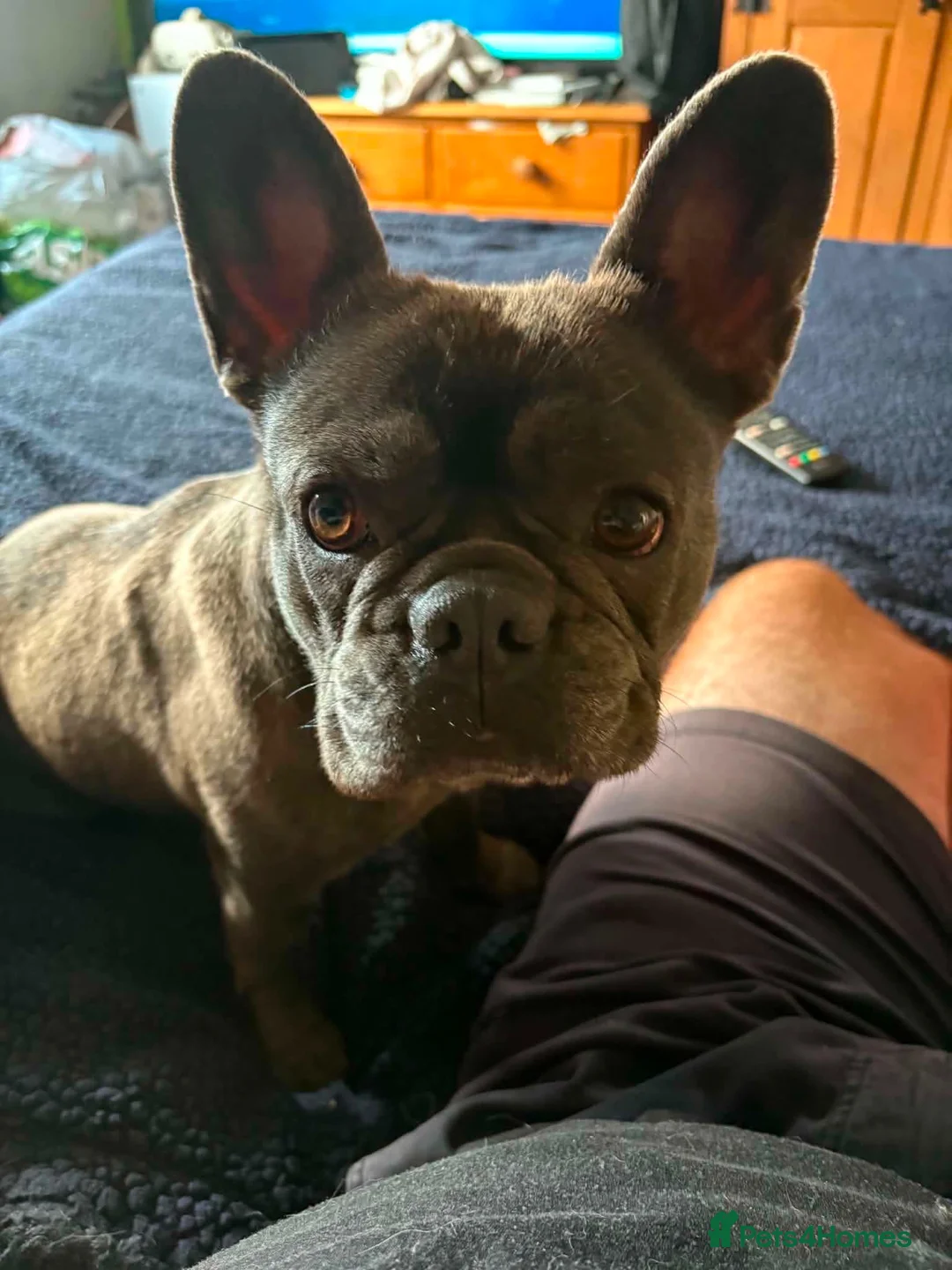 French Bulldog dogs for sale: Grey and tan French bull dog in Boston - Advert 8