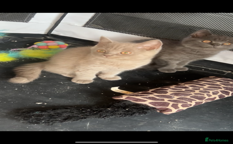British Shorthair cats - Advert 12