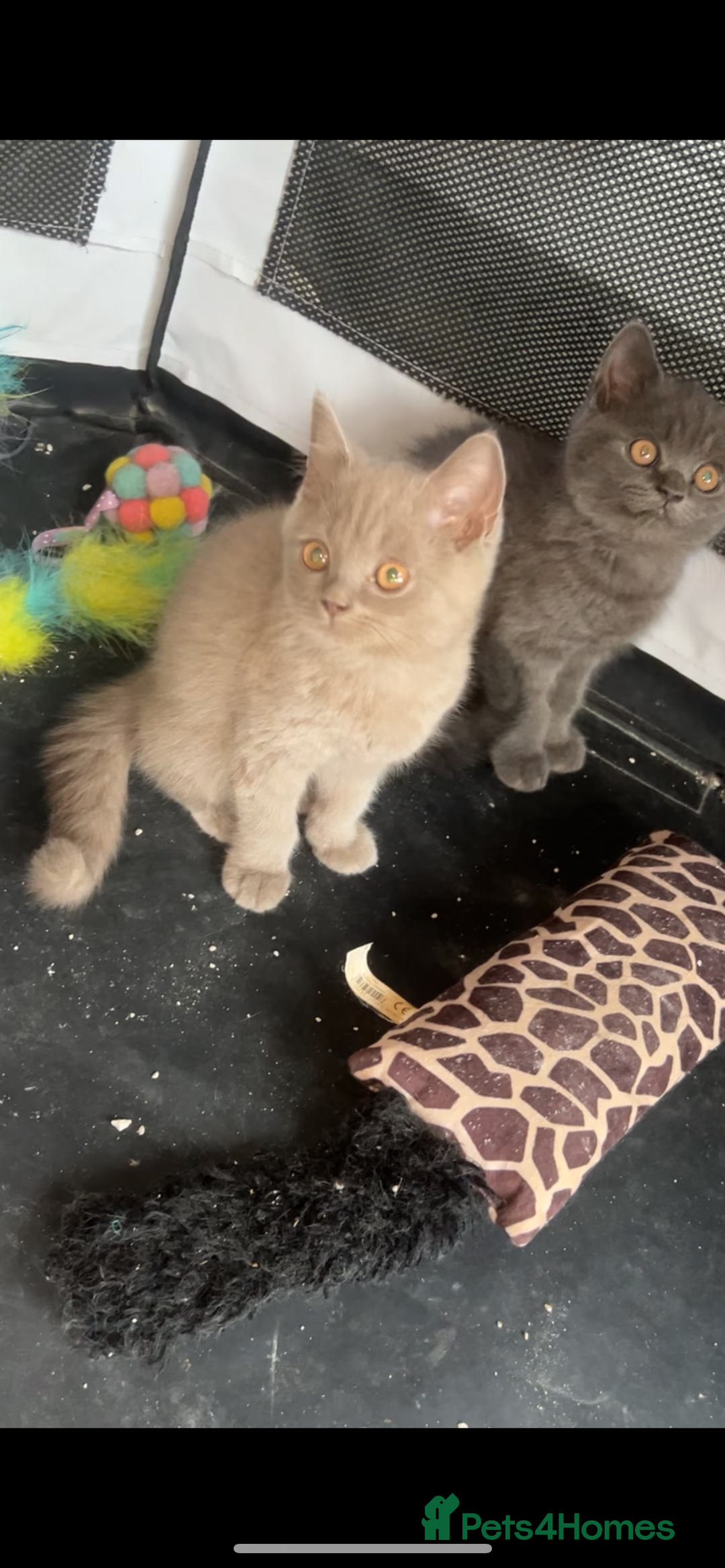 British Shorthair cats for sale: British shorthair kittens  - Image 1