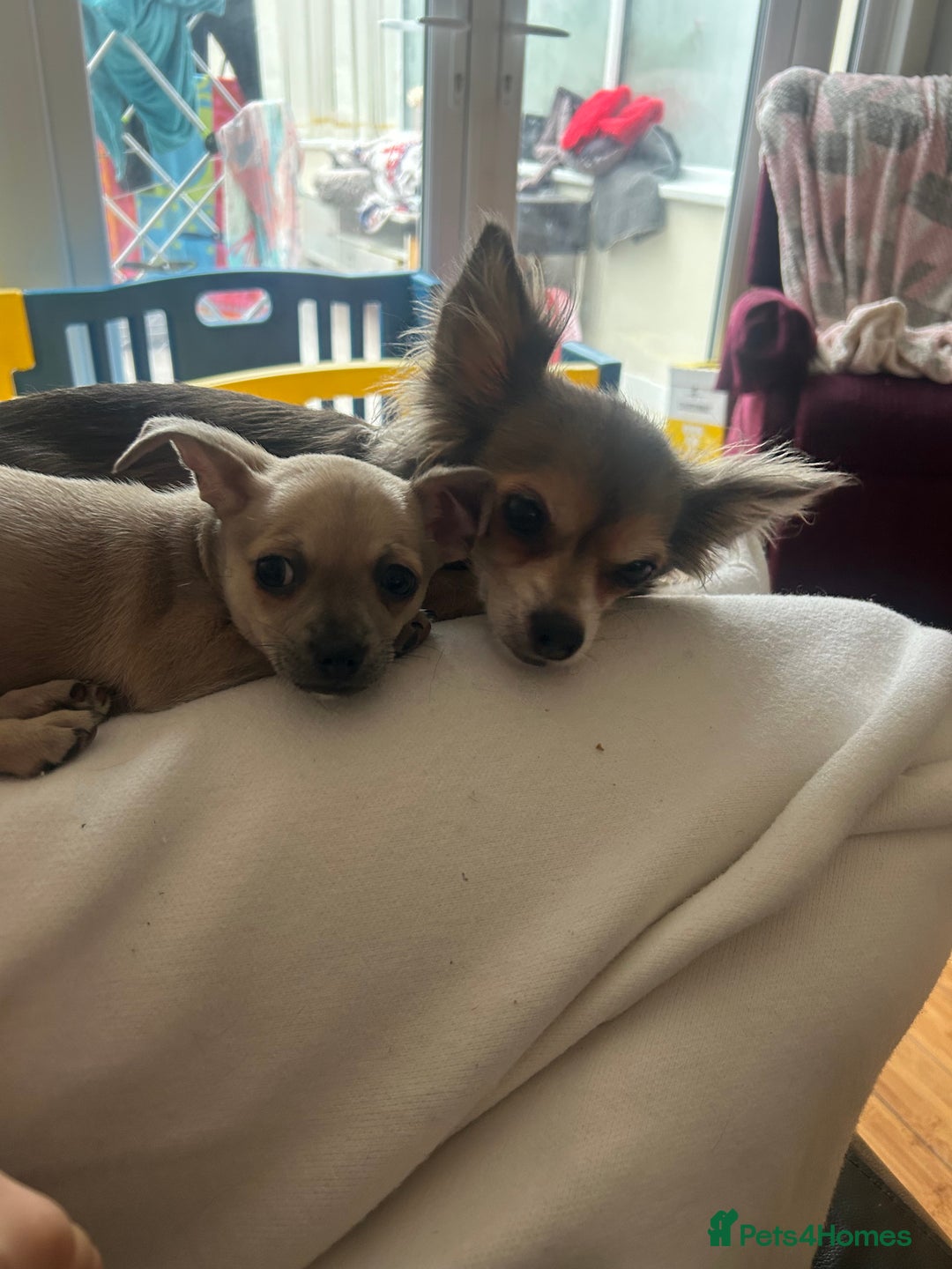 Chihuahua dogs for sale: Female Chihuahua  - Image 12