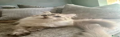 Ragdoll Kitten 1