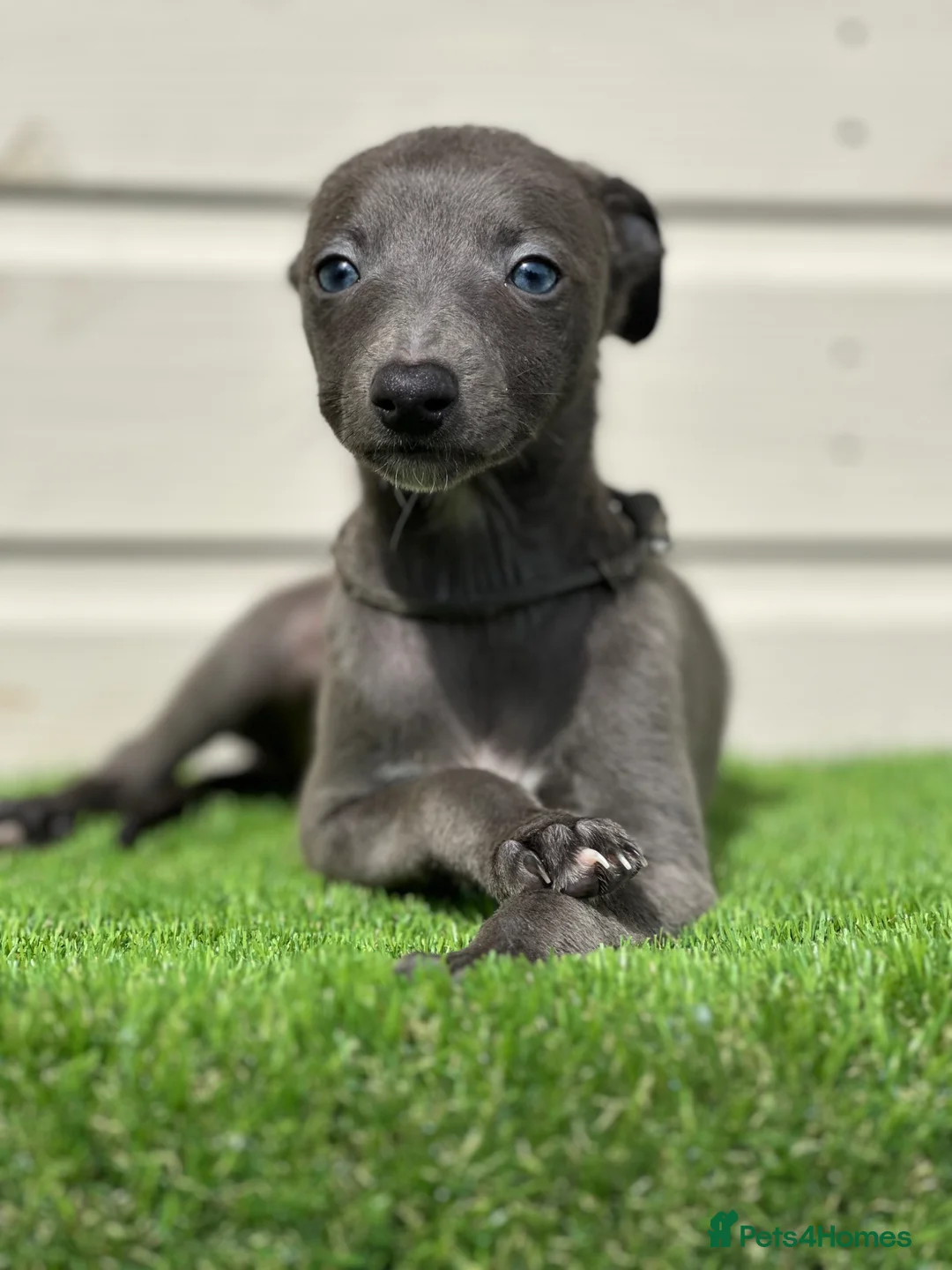 Whippet dogs for sale: Blue whippets  - Advert 1