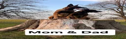 Belgian Shepherd Dog dogs for sale: 13-Month-Old Malinois Female- trained in Hull - Advert 2