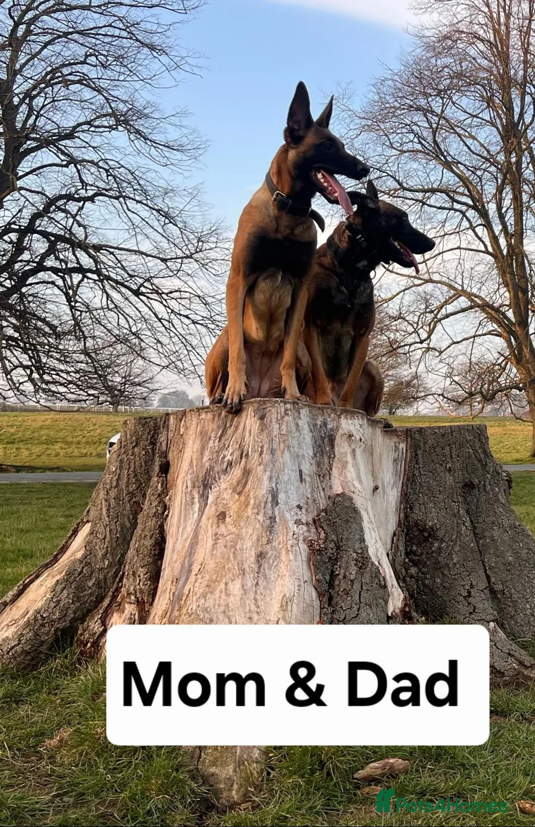 Belgian Shepherd Dog dogs for sale: 13-Month-Old Malinois Female- trained in Hull - Advert 2