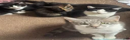 Mixed Breed dogs for sale: Mixed blk&wht  kittens available now - Advert 6