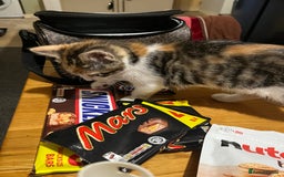 Mixed Breed cats for sale: Kittens  - Image 7