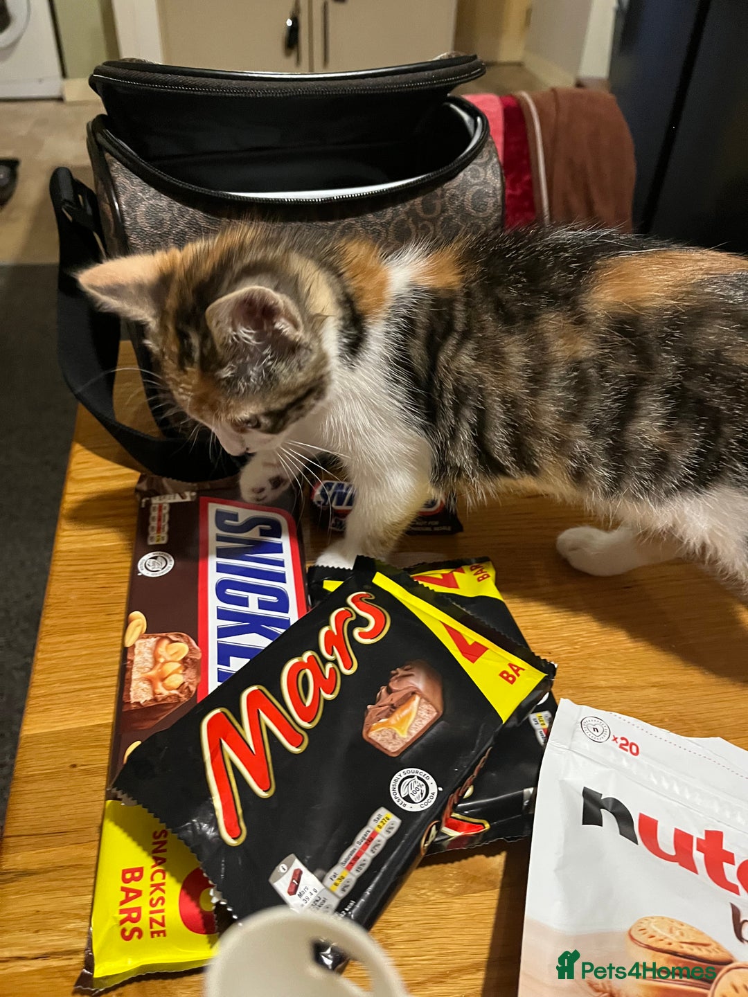 Mixed Breed cats for sale: Kittens  - Image 7