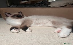 Ragdoll cats for sale: 3 month male ragdoll - Advert 7