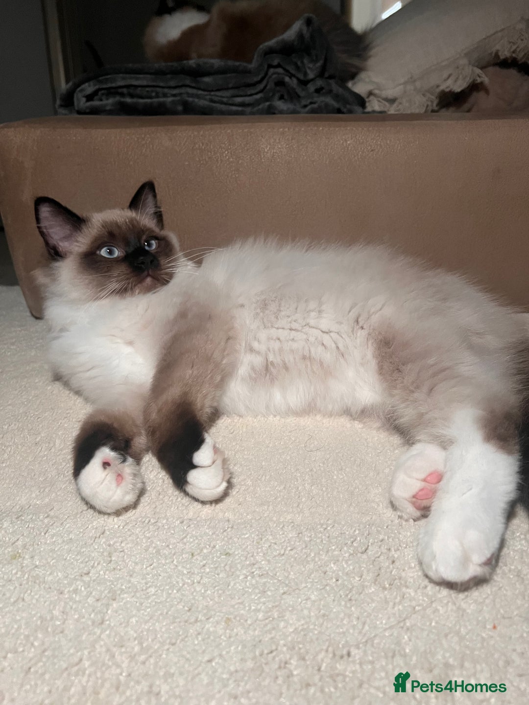 Ragdoll cats for sale: 3 month male ragdoll - Advert 7