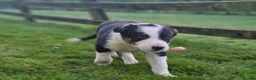 Border Collie dogs for sale: Stunning Border Collie Puppies - Advert 5