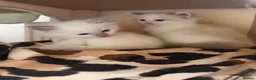 Ragdoll cats for sale: Beautiful Dolls 💙🐱 - Advert 3