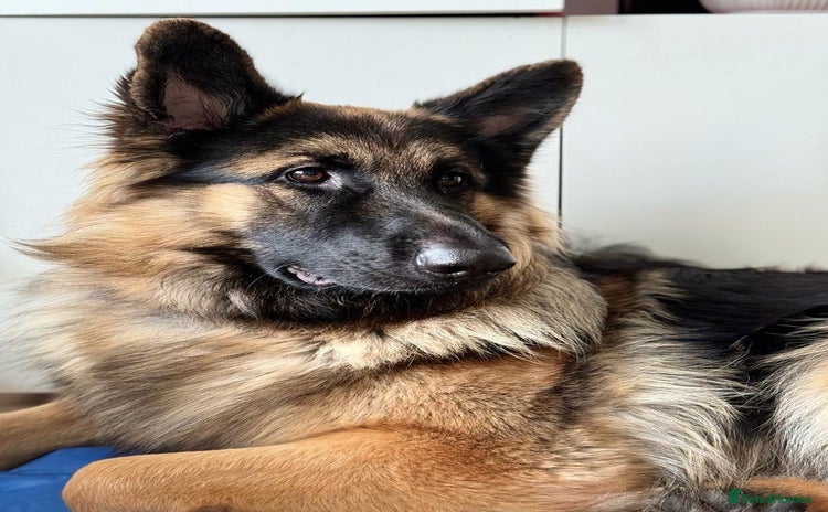 German Shepherd dogs - Advert 6