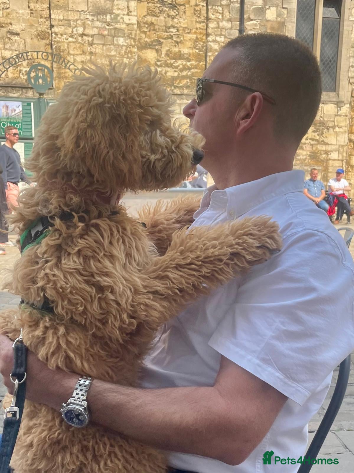Poodle dogs Moyen Poodle via a 5* Breeder / POLICE dog trainer - Advert 1