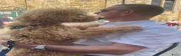 Poodle dogs for sale: Moyen Poodle via a 5* Breeder / POLICE dog trainer - Advert 1
