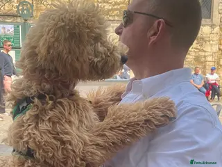 Poodle dogs Moyen Poodle via a 5* Breeder / POLICE dog trainer - Advert 1