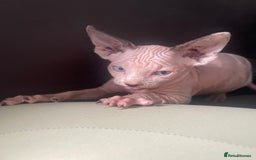 Sphynx cats for sale: Beautiful sphynx kittens  - Image 3