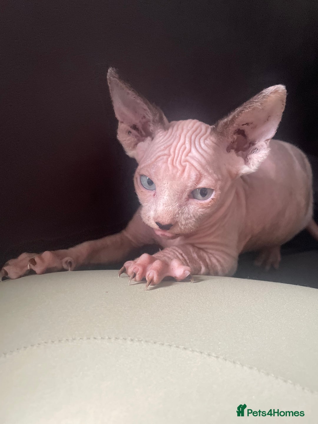 Sphynx cats for sale: Beautiful sphynx kittens  - Image 3