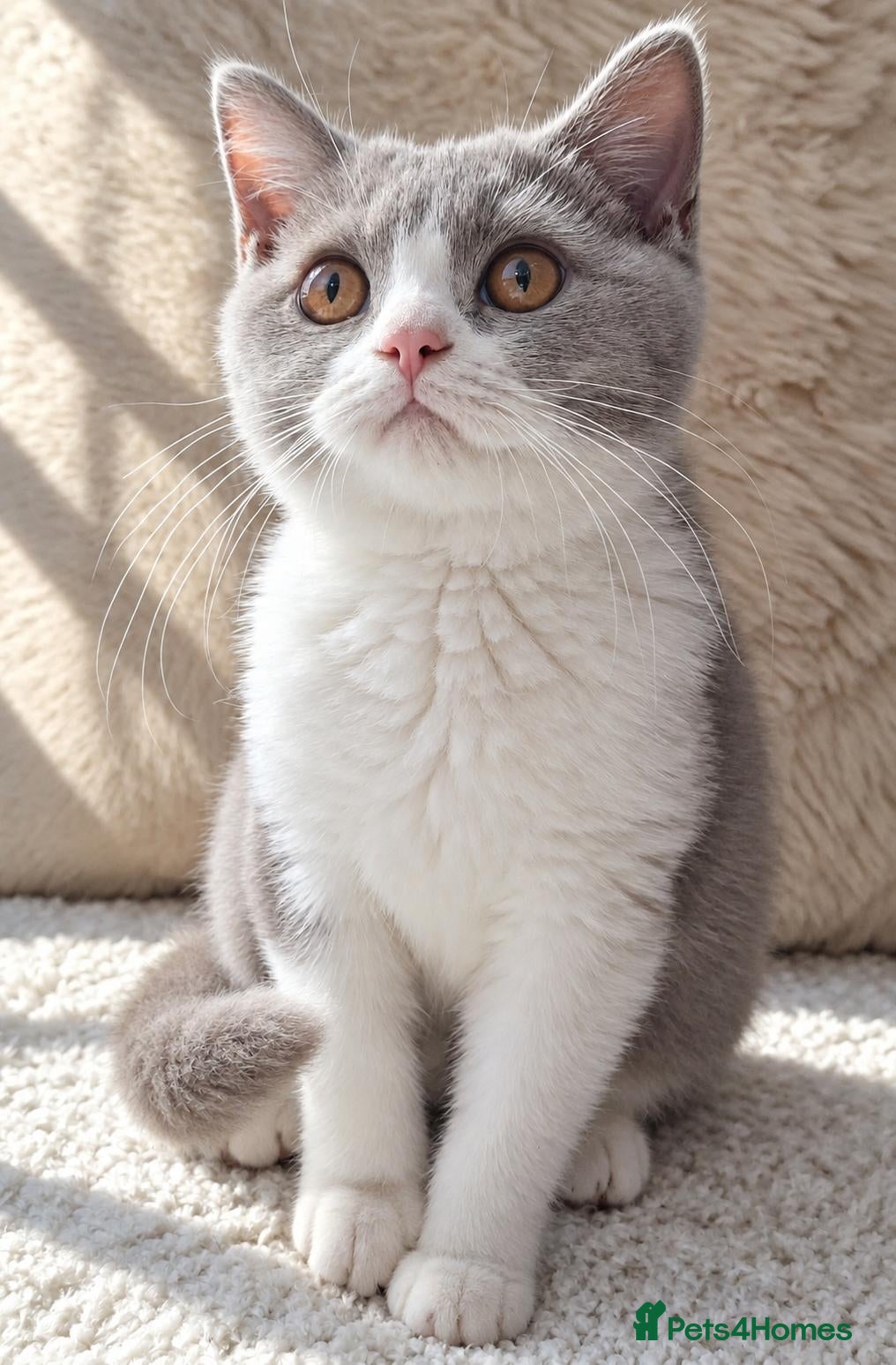 British Shorthair cats Ready now🐈 - Advert 1