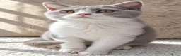 British Shorthair cats for sale: Ready now🐈 - Advert 1