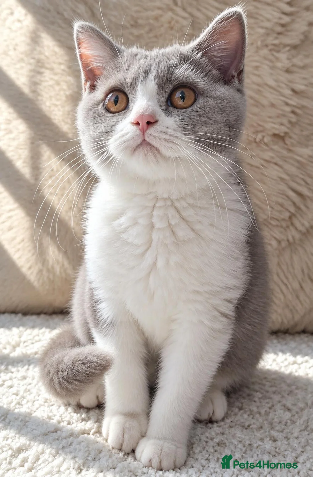 British Shorthair cats for sale: Ready now🐈 - Advert 1