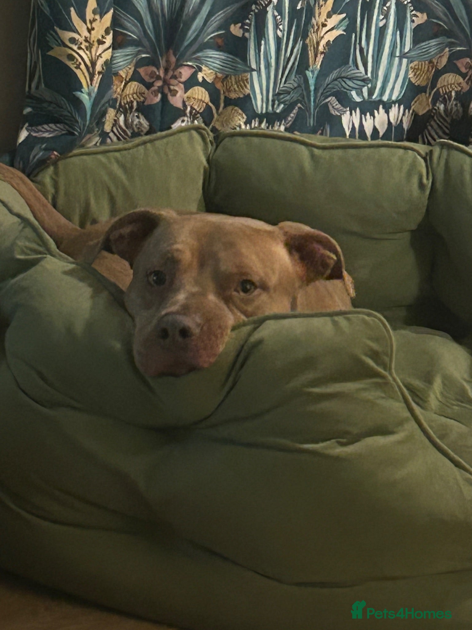 Mixed Breed dogs Loki  - Advert 3