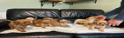 Cavapoo dogs for sale: Adventures of a curly cavapoo look no further  - Advert 5