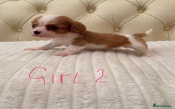 Cavalier King Charles Spaniel dogs for sale: 🐶 true miniature King Charles puppy’s 🐶 - Image 13