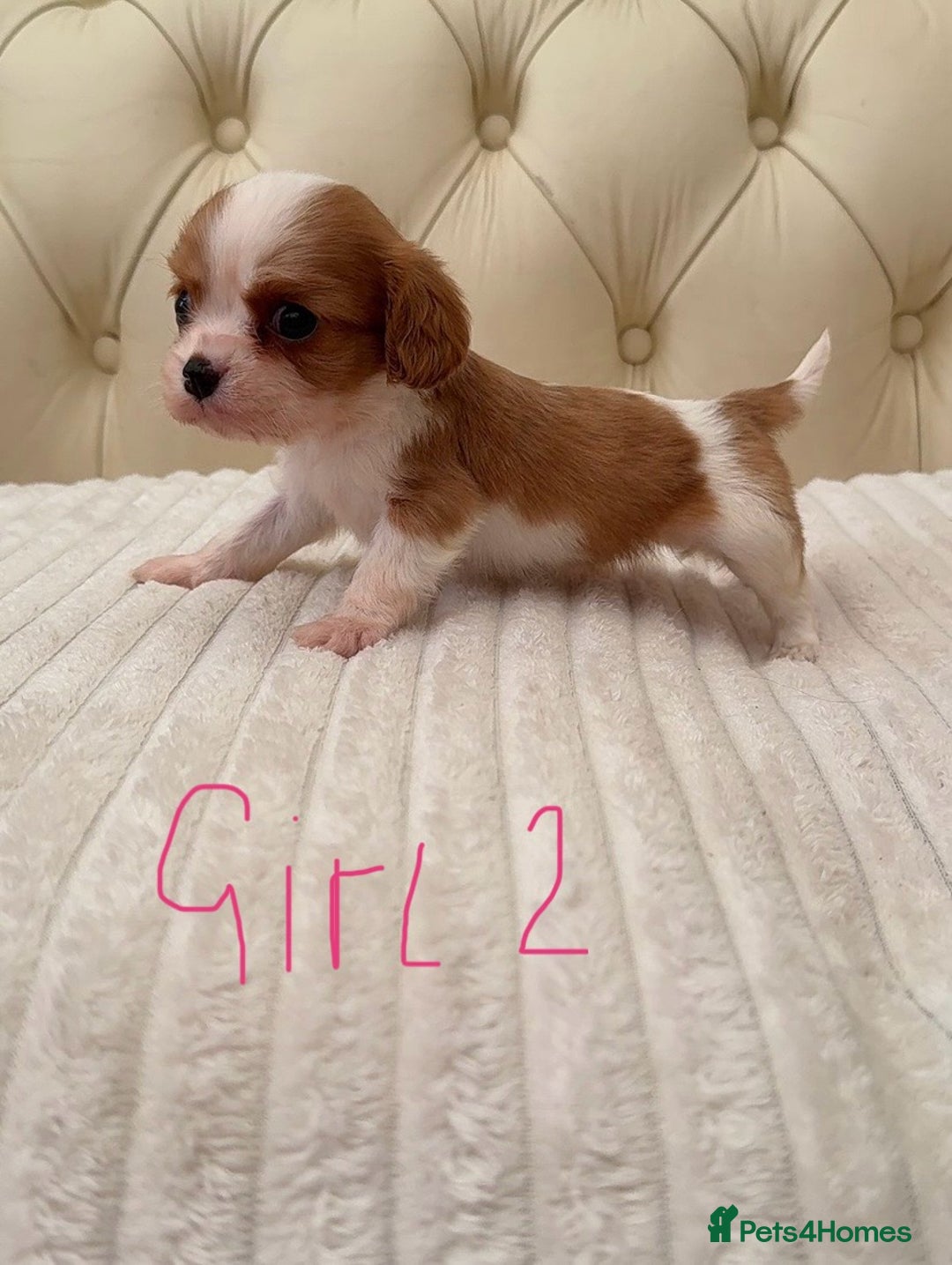 Cavalier King Charles Spaniel dogs for sale: 🐶 true miniature King Charles puppy’s 🐶 - Image 13