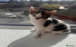 Mixed Breed cats for sale: Kitten for sale - Image 2