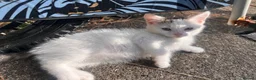 Mixed Breed cats for sale: Two Kittens  - Advert 3