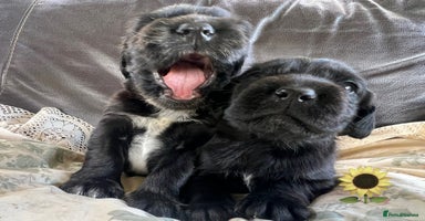 Mixed Breed dogs - Advert 12