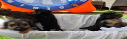 Mixed Breed dogs for sale: Borderpoo vet checked, 1st cross puppies - Advert 5