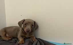 Dachshund dogs for sale: Beautiful Isabella pups exceptional quality  - Image 26